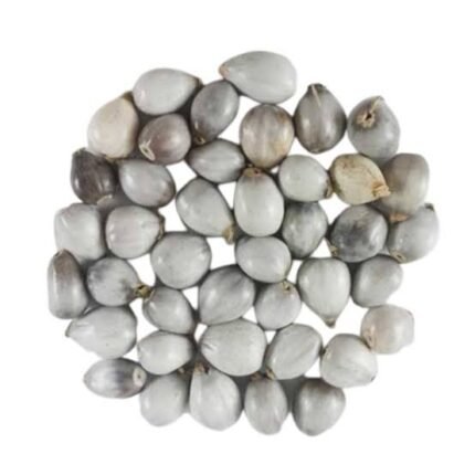 बैजयंती की जड़ (Vaijayanti Root) | Original Beejayanti Jad for Pooja, Tantra, Protection & Spiritual Power | 100% Authentic